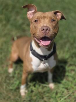 COCOA -  American Staffordshire Terrier Dog for Adoption in York, South Carolina - COCOA | PetCurious