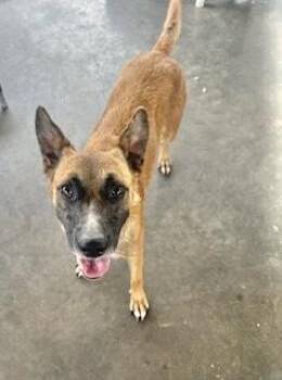 Rescue German Shepherd Dog Dogs for Adoption in Manchester, Connecticut - Beverly | PetCurious