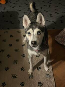 Klee Kai Dogs Available for Adoption - Polly | PetCurious
