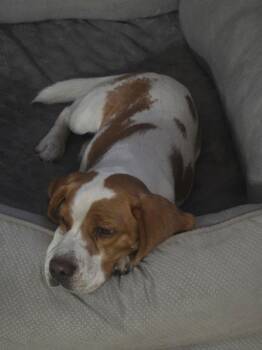 Beagle Dogs Available for Adoption - Archie V | PetCurious