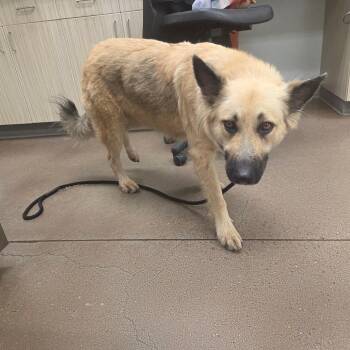 Daisy -  German Shepherd Dog Dog for Adoption in Chattanooga, Tennessee - Daisy | PetCurious