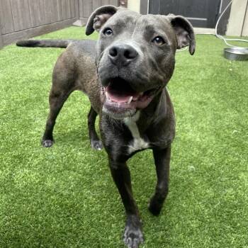 Liberty 7787 -  American Staffordshire Terrier Dog for Adoption in Loxahatchee Groves, Florida - Liberty 7787 | PetCurious