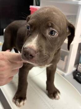 Choco -  Labrador Retriever and Mixed Breed Dog for Adoption in Gainesville, Florida - Choco | PetCurious