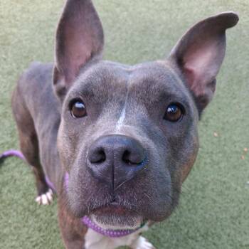 Pit Bull Terrier Dogs Available for Adoption in Greensboro, North Carolina - Shae | PetCurious