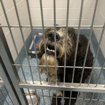 Taka -  Poodle Dog for Adoption in Greensboro, North Carolina - Taka | PetCurious