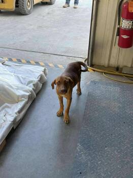 Rescue Hound Dogs for Adoption in Uxbridge, Massachusetts - Michel | PetCurious