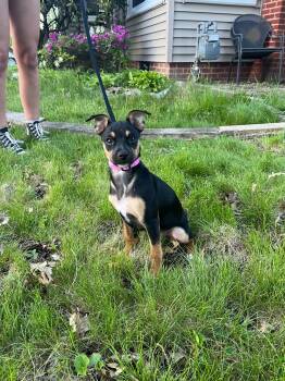 Mixed Breed Dogs Available for Adoption in Elyria, Ohio - Maggie | PetCurious
