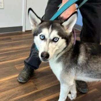 Maya -  Husky Dog for Adoption in Jeffersonville, Indiana - Maya | PetCurious