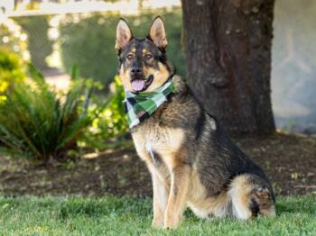 German Shepherd Dog Dogs Available for Adoption in Portland, Oregon - Bento | PetCurious