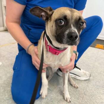 Donut -  Chihuahua and English Bulldog Dog for Adoption in Opelika, Alabama - Donut | PetCurious