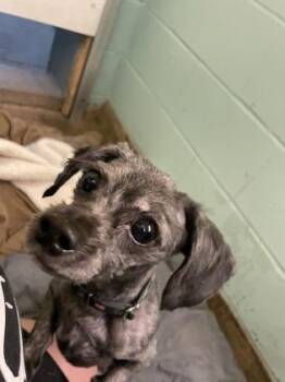 Benny -  Mixed Breed Dog for Adoption in Lowell, Massachusetts - Benny | PetCurious
