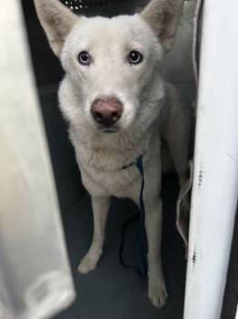 Rescue Siberian Husky and Mixed Breed Dogs for Adoption in Fort Worth, Texas - Ivy | PetCurious