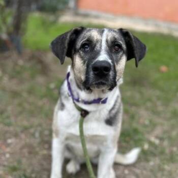 Mixed Breed Dogs Available for Adoption - Jersey | PetCurious