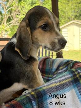 Hound and Beagle Dogs Available for Adoption in Louisa, Virginia - Angus | PetCurious