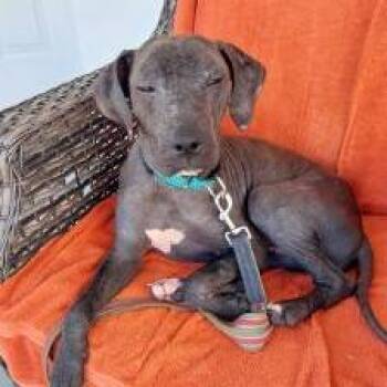 Turtle (FKA Bubbles) -  Black Labrador Retriever Dog for Adoption in West Palm Beach, Florida - Turtle (FKA Bubbles) | PetCurious