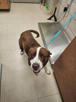 Mixed Breed Dogs Available for Adoption in Bossier City, Louisiana - Jackson (Marco) | PetCurious