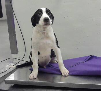 A2082339 -  Staffordshire Bull Terrier and Mixed Breed Dog for Adoption in Houston, Texas - A2082339 | PetCurious