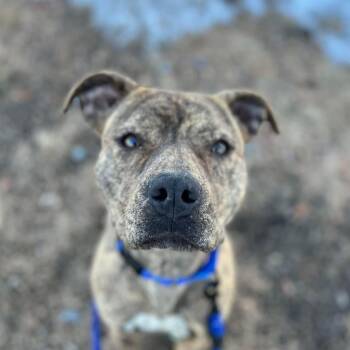 Mixed Breed Dogs Available for Adoption - Nayla | PetCurious