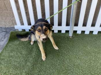 German Shepherd Dog Dogs Available for Adoption in Modesto, California - A610629 | PetCurious