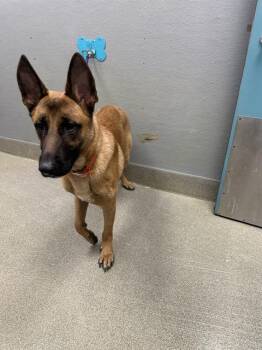 RAIDER -  Belgian Shepherd Malinois and German Shepherd Dog Dog for Adoption in Las Vegas, Nevada - RAIDER | PetCurious