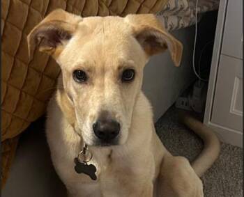 Labrador Retriever and Mixed Breed Dogs Available for Adoption - CREWE | PetCurious