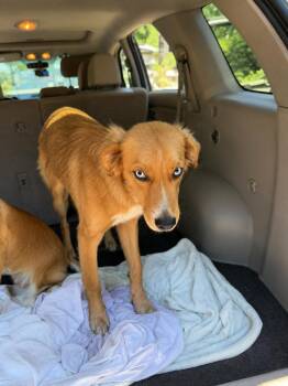 Shiloh -  Catahoula Leopard Dog and Golden Retriever Dog for Adoption in Wanaque, New Jersey - Shiloh | PetCurious