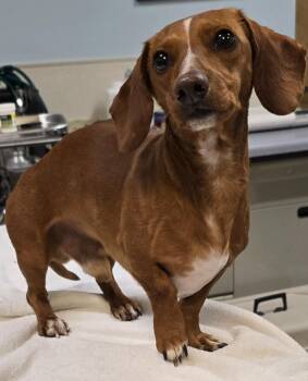 Dachshund Dogs Available for Adoption in Murphysboro, Illinois - Oscar | PetCurious