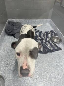 Mixed Breed Dogs Available for Adoption in Palmetto, Florida - A135675 | PetCurious