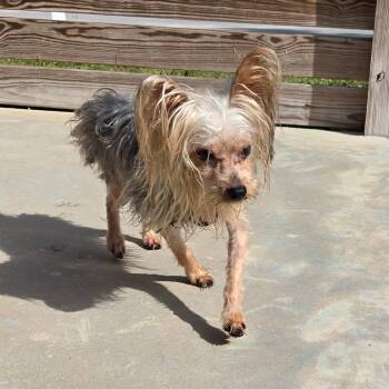 Lieutenant -  Yorkshire Terrier Dog for Adoption in Freeport, Florida - Lieutenant | PetCurious