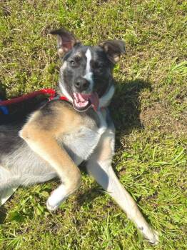 German Shepherd Dog Dogs Available for Adoption in Grants Pass, Oregon - Jack | PetCurious