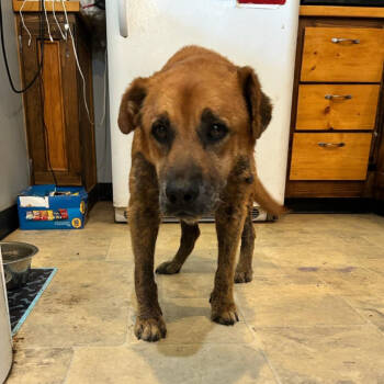Rescue Mixed Breed Dogs for Adoption in Boaz, Alabama - Marge | PetCurious