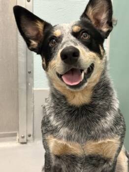 Rescue Australian Cattle Dog Blue Heeler and Mixed Breed Dogs for Adoption in Cumming, Georgia - Sugar Plum 1810-25 | PetCurious