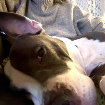 Pit Bull Terrier Dogs Available for Adoption in Newark, New Jersey - Lady | PetCurious