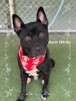GARTH -  Pit Bull Terrier Dog for Adoption in Marietta, Georgia - GARTH | PetCurious