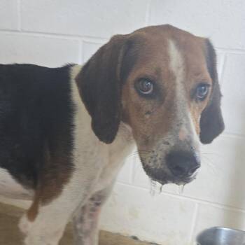 Ernest 26-0722 -  Hound Dog for Adoption in Yanceyville, North Carolina - Ernest 26-0722 | PetCurious