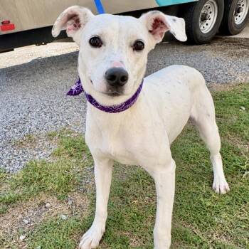 Beauty -  Boxer and Mixed Breed Dog for Adoption in Tulsa, Oklahoma - Beauty | PetCurious