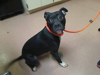 OPOSSUM -  Pit Bull Terrier and Mixed Breed Dog for Adoption in Cookeville, Tennessee - OPOSSUM | PetCurious