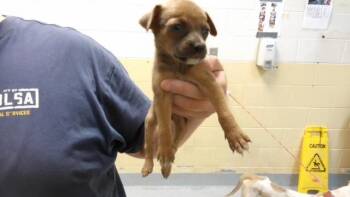 BUBBLES -  Pit Bull Terrier and Mixed Breed Dog for Adoption in Tulsa, Oklahoma - BUBBLES | PetCurious