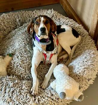 Hound Dogs Available for Adoption in Noble, Oklahoma - Gracie | PetCurious
