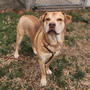 Shepherd and Boxer Dogs Available for Adoption - Tank | PetCurious