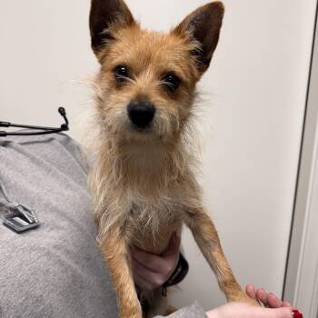Terrier Dogs Available for Adoption in Las Vegas, Nevada - Pokémon  | PetCurious