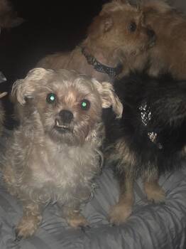 Cookie -  Yorkshire Terrier Dog for Adoption in Brockport, New York - Cookie | PetCurious