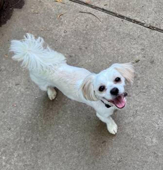 Rex -  Shih Tzu Dog for Adoption in Buffalo, New York - Rex | PetCurious