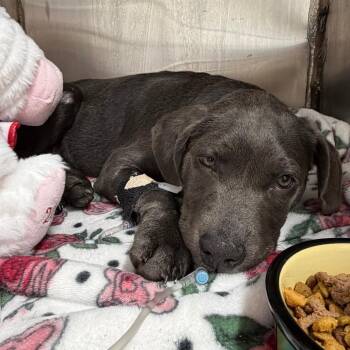 Pit Bull Terrier Dogs Available for Adoption - Pewter | PetCurious