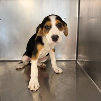 Shimo -  Mixed Breed Dog for Adoption in Saint Joseph, Missouri - Shimo | PetCurious