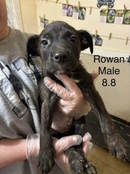 Johnson Rs : Rowan -  Boxer and Australian Shepherd Dog for Adoption in Aurora, Indiana - Johnson Rs : Rowan | PetCurious