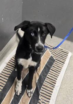 DEMI -  Border Collie and Mixed Breed Dog for Adoption in Tallahassee, Florida - DEMI | PetCurious