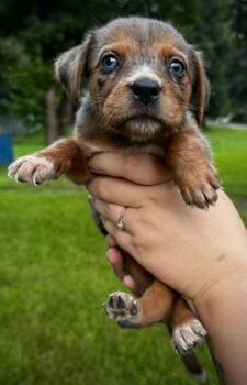 Hashbrown -  Australian Shepherd and Australian Cattle Dog Blue Heeler Dog for Adoption in Indian Springs Village, Alabama - Hashbrown | PetCurious
