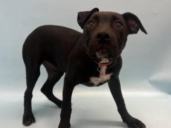Minnie -  Labrador Retriever and Mixed Breed Dog for Adoption in Woodbury, Minnesota - Minnie | PetCurious