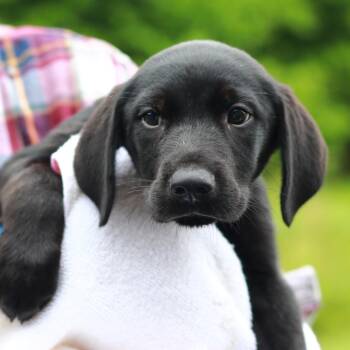 Labrador Retriever and Mixed Breed Dogs Available for Adoption in Eastford, Connecticut - CT Frisee | PetCurious